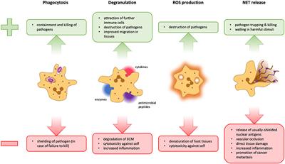 The Regulatory Effects of Interleukin-4 Receptor Signaling on Neutrophils in Type 2 Immune Responses